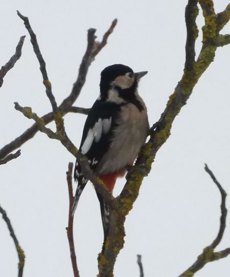 dzięcioł duży x białoszyi  - Daniel Boruchalski