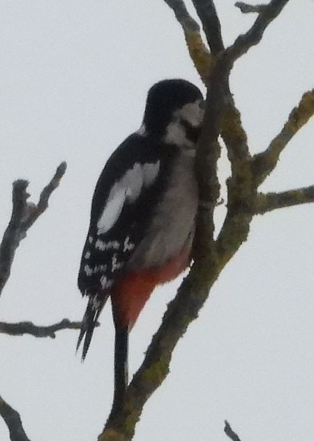 Hybrid Bunt- x Blutspecht  - Daniel Boruchalski