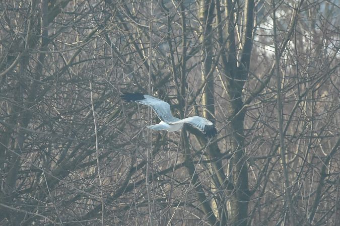 Kornweihe  - Filip Mitręga