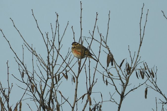 Rotdrossel  - Filip Mitręga