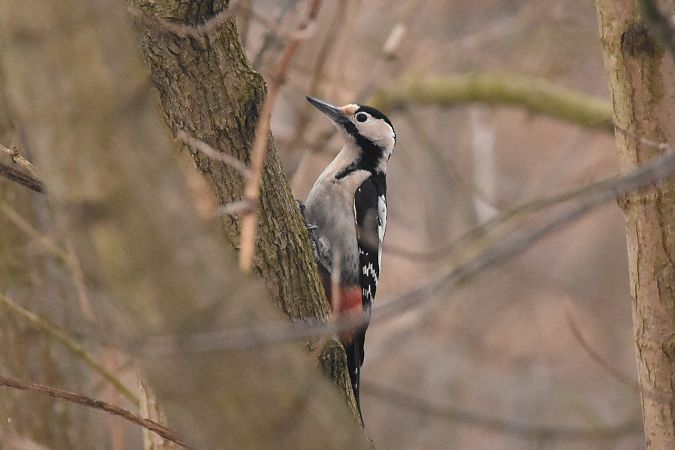 Blutspecht  - Filip Mitręga