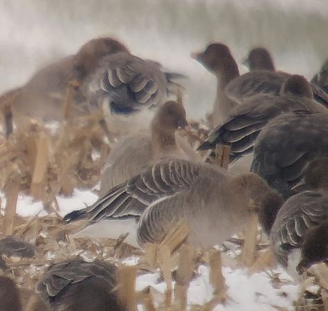 gęś krótkodzioba  - Adam Loręcki
