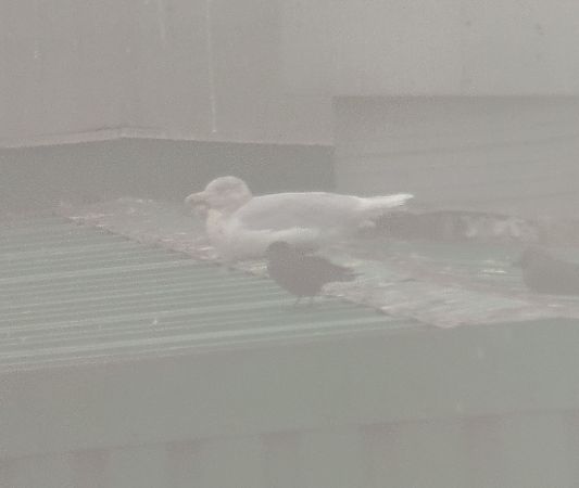 mewa blada  - Adam Loręcki