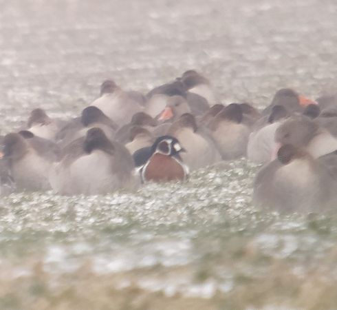 bernikla rdzawoszyja  - Adam Loręcki