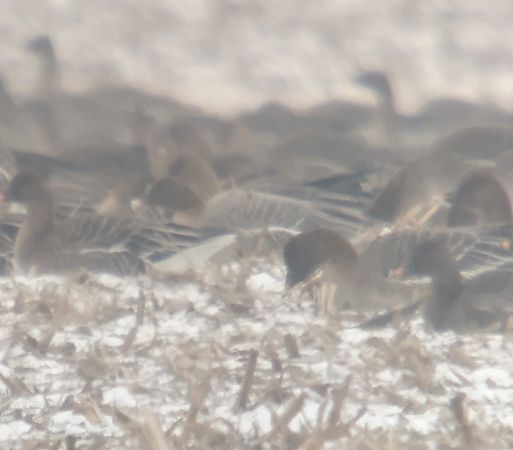 gęś krótkodzioba  - Adam Loręcki