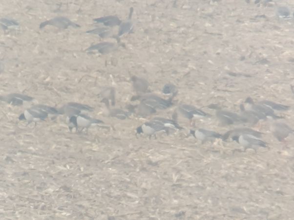 bernikla białolica  - Adam Loręcki