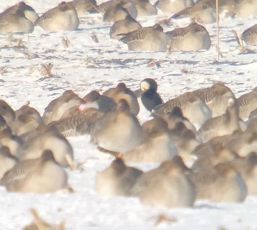 Weisswangengans  - Adam Loręcki