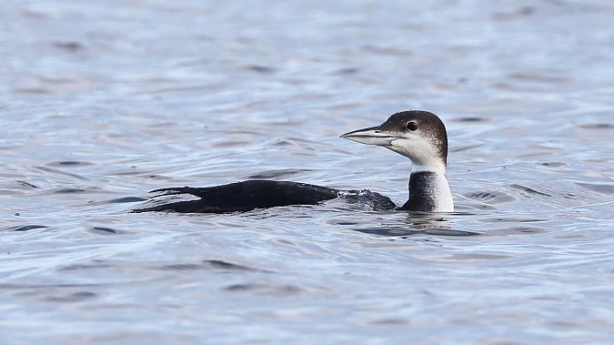 lodowiec  - Jacek Betleja