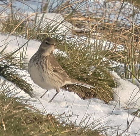 Bergpieper  - Jacek Betleja