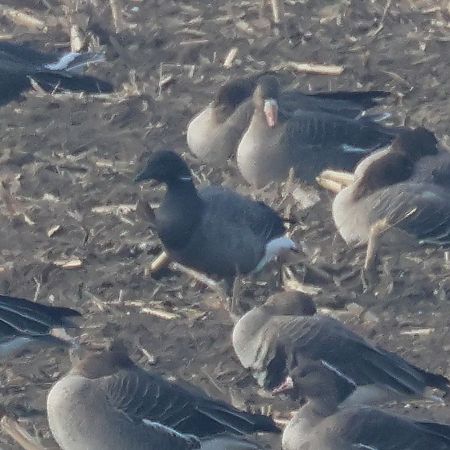 bernikla obrożna  - Jacek Betleja