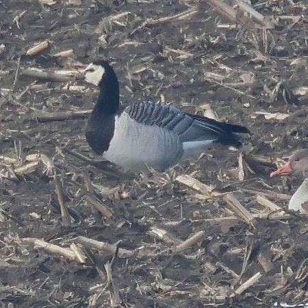 bernikla białolica  - Jacek Betleja