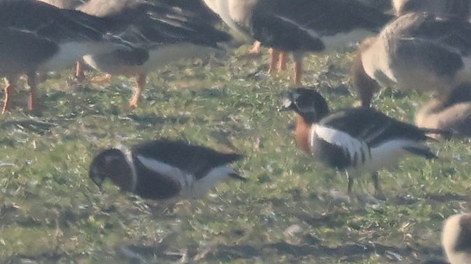 bernikla rdzawoszyja  - Jacek Betleja