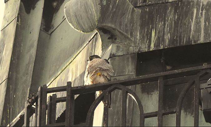 sokół wędrowny  - Iwona R