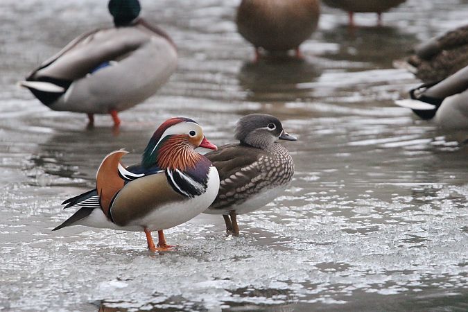 mandarynka  - Brunon Kwasik