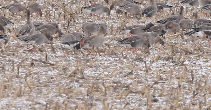 bernikla rdzawoszyja  - Brunon Kwasik