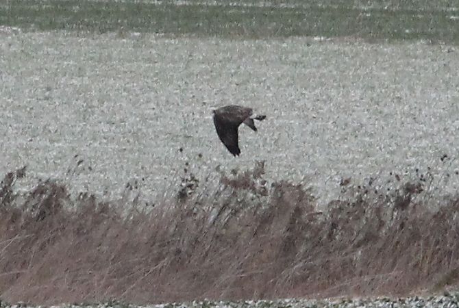 myszołów włochaty  - Brunon Kwasik