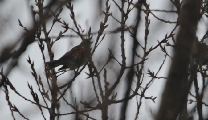 droździk  - Brunon Kwasik