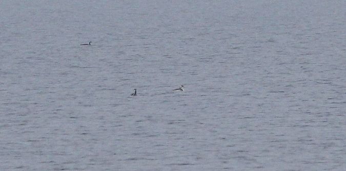 nur czarnoszyi  - Brunon Kwasik