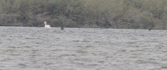 pelikan kędzierzawy  - Brunon Kwasik