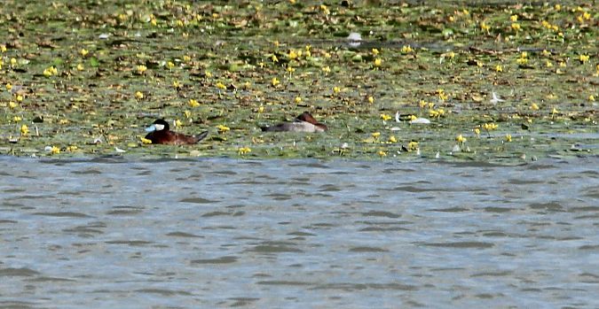 sterniczka jamajska  - Brunon Kwasik