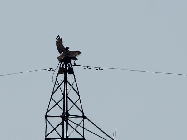 gadożer  - Brunon Kwasik