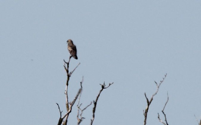 gadożer  - Brunon Kwasik