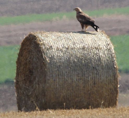 kurhannik  - Brunon Kwasik