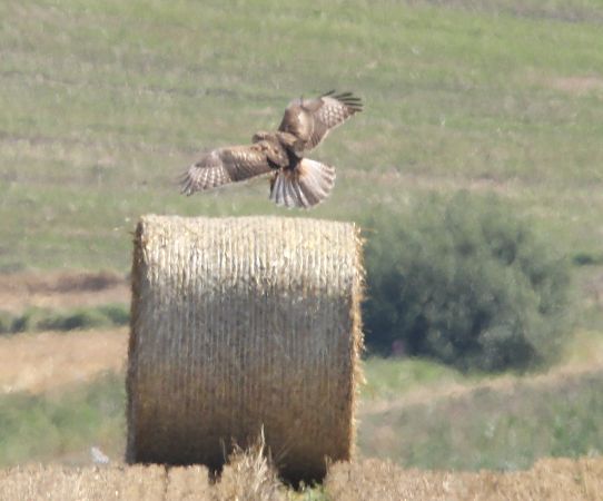Adlerbussard  - Brunon Kwasik