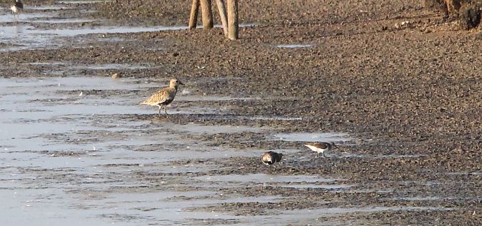 siewka złota  - Brunon Kwasik