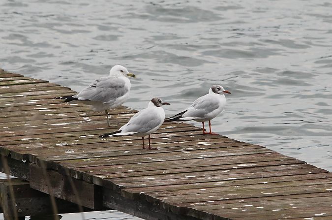 mewa delawarska  - Brunon Kwasik