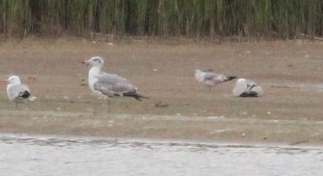 Fischmöwe  - Brunon Kwasik