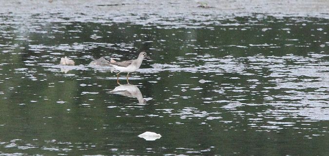 terekia  - Brunon Kwasik