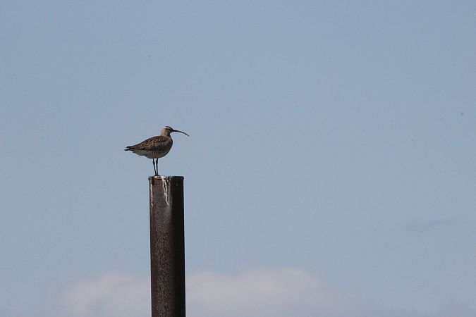 kulik mniejszy  - Brunon Kwasik