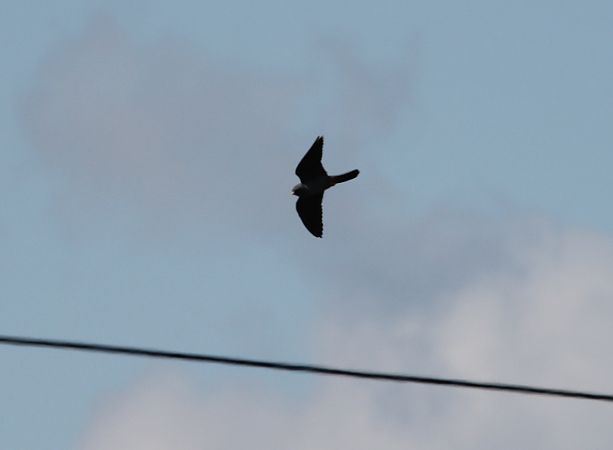 Rotfussfalke  - Brunon Kwasik