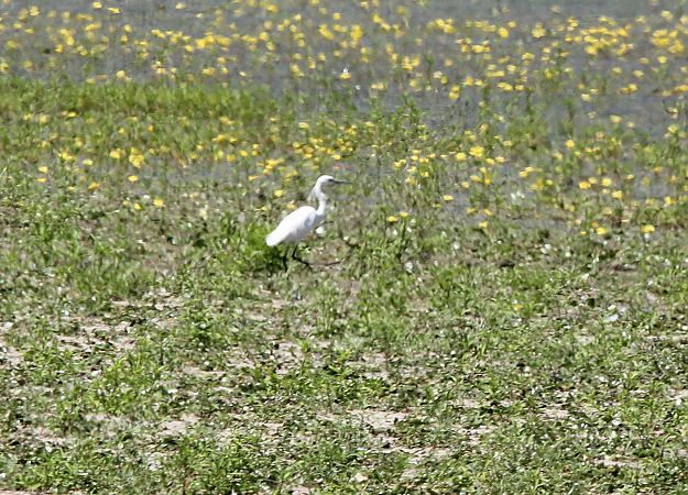 czapla nadobna  - Brunon Kwasik