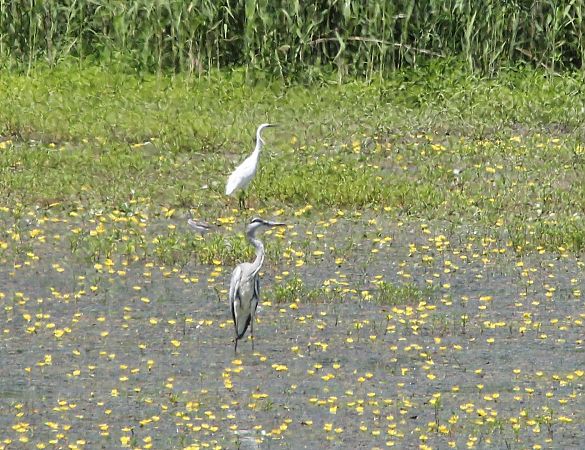 Seidenreiher  - Brunon Kwasik