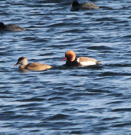 hełmiatka  - Brunon Kwasik