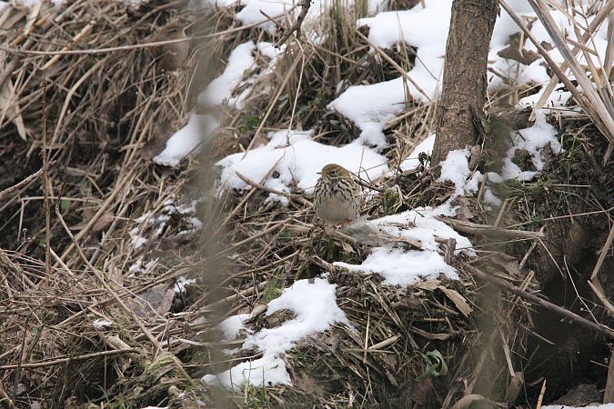 świergotek łąkowy  - Brunon Kwasik