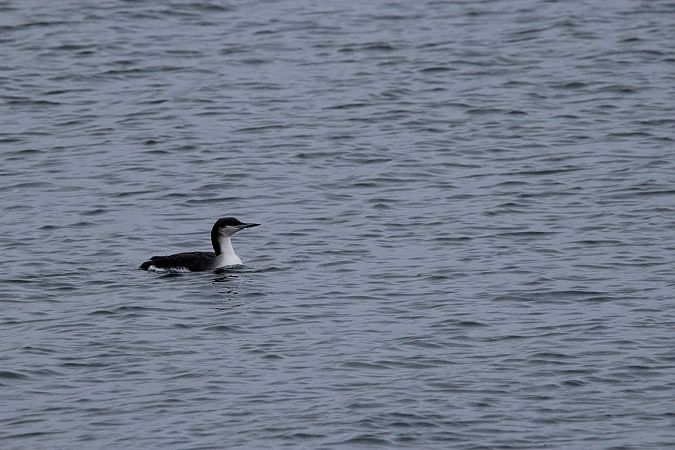 nur czarnoszyi  - Brunon Kwasik