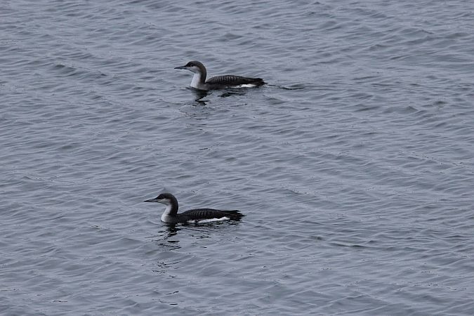 nur czarnoszyi  - Brunon Kwasik