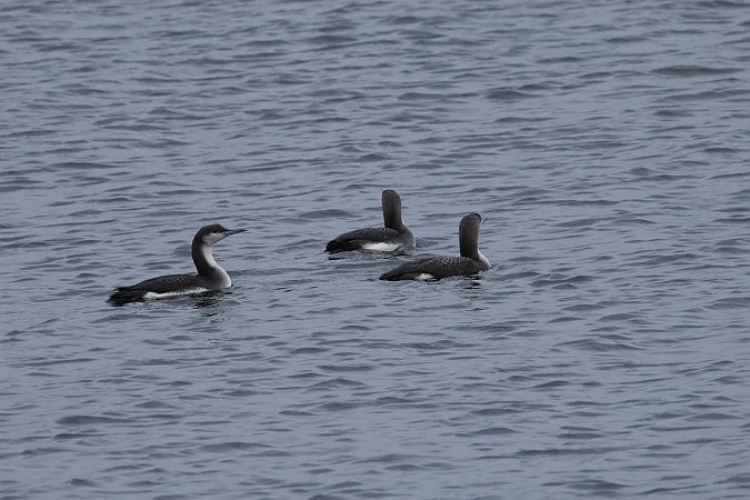 Prachttaucher  - Brunon Kwasik