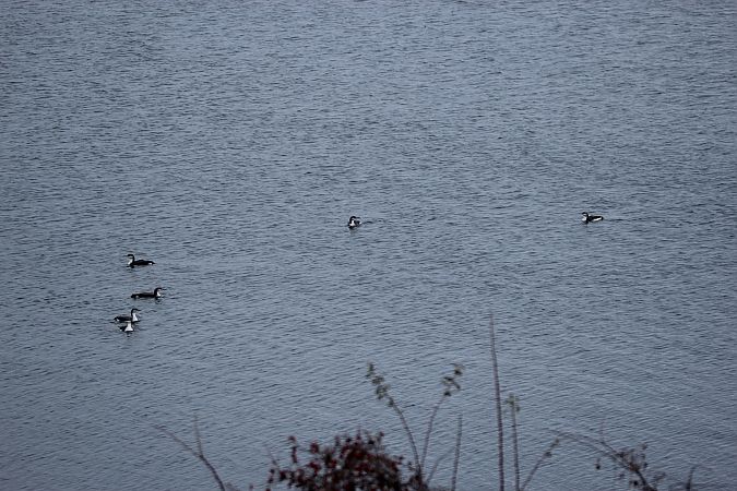 Prachttaucher  - Brunon Kwasik