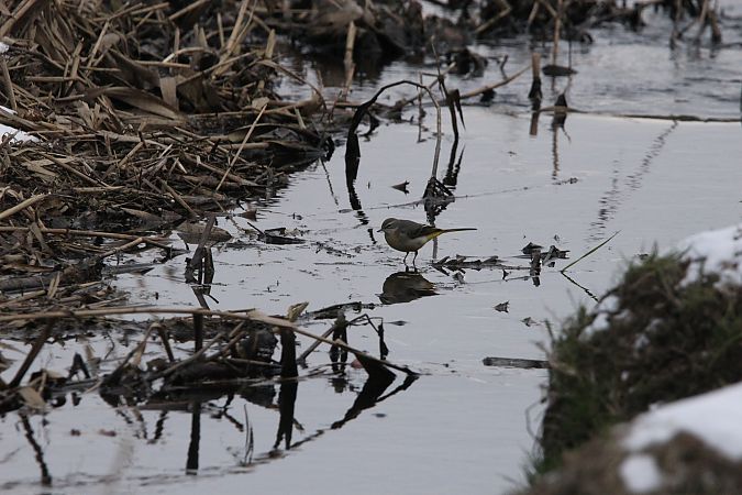 pliszka górska  - Brunon Kwasik