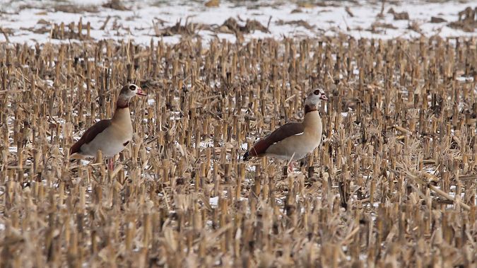gęsiówka egipska  - Brunon Kwasik