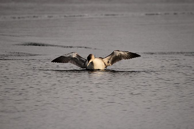 nur białodzioby  - Brunon Kwasik