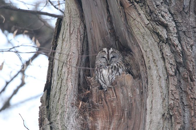 puszczyk  - Brunon Kwasik