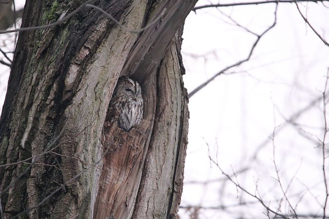 puszczyk  - Brunon Kwasik