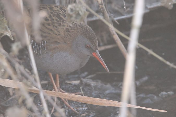 wodnik  - Brunon Kwasik