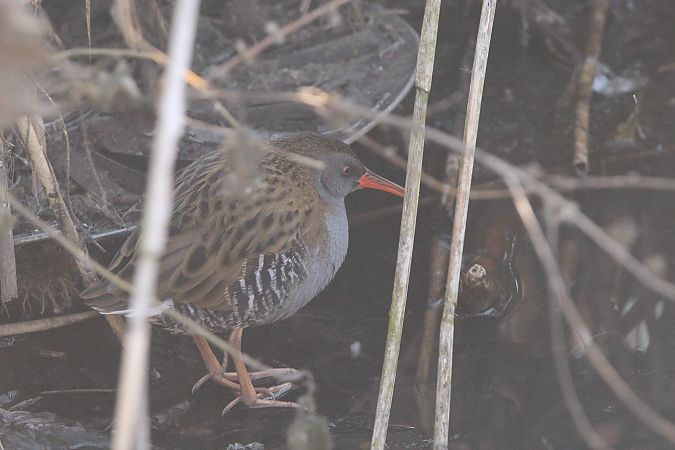 wodnik  - Brunon Kwasik