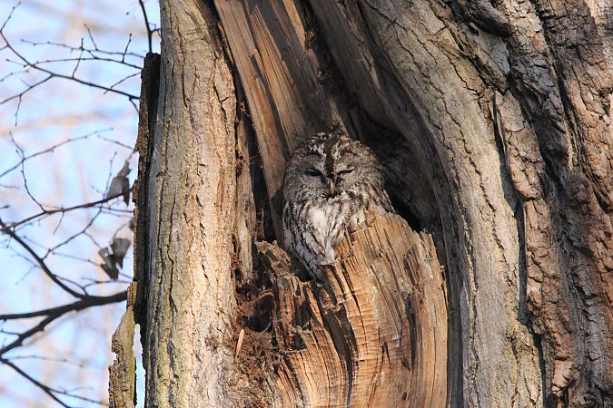 puszczyk  - Brunon Kwasik